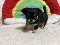 Graham full akc, a male Chihuahua for sale in Randleman, NC – Photo 2 of 8