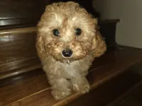 Sprinkles, a female Poodle - Toy  for sale in Laveen, AZ – Photo 3 of 4