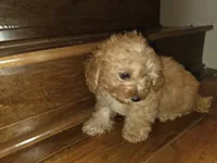 Sprinkles, a female Poodle - Toy  for sale in Laveen, AZ – Photo 4 of 4