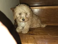 Sprinkles, a female Poodle - Toy  for sale in Laveen, AZ – Photo 2 of 4