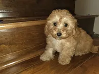 Sprinkles, a female Poodle - Toy  for sale in Laveen, AZ – Photo 1 of 4