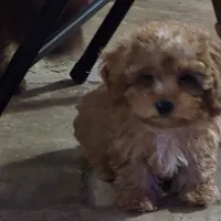 Star, a female Poodle - Toy  for sale in Laveen, AZ – Photo 4 of 4