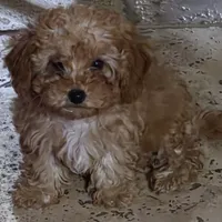 Star, a female Poodle - Toy  for sale in Laveen, AZ – Photo 2 of 4