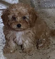 Star, a female Poodle - Toy  for sale in Laveen, AZ – Photo 2 of 4