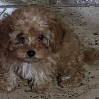 Star, a female Poodle - Toy  for sale in Laveen, AZ – Photo 1 of 4