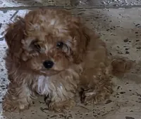 Star, a female Poodle - Toy  for sale in Laveen, AZ – Photo 1 of 4