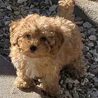 Star, a female Poodle - Toy  for sale in Laveen, AZ – Photo 3 of 4