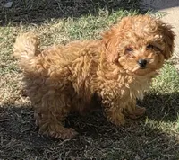 Star, a female Poodle - Toy  for sale in Laveen, AZ – Photo 3 of 4