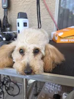Star, a female Poodle - Toy  for sale in Laveen, AZ – 4 of 6