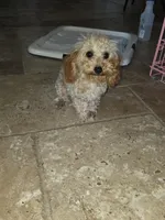 Star, a female Poodle - Toy  for sale in Laveen, AZ – Photo 2 of 4