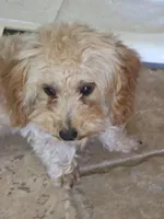 Star, a female Poodle - Toy  for sale in Laveen, AZ – Photo 4 of 4