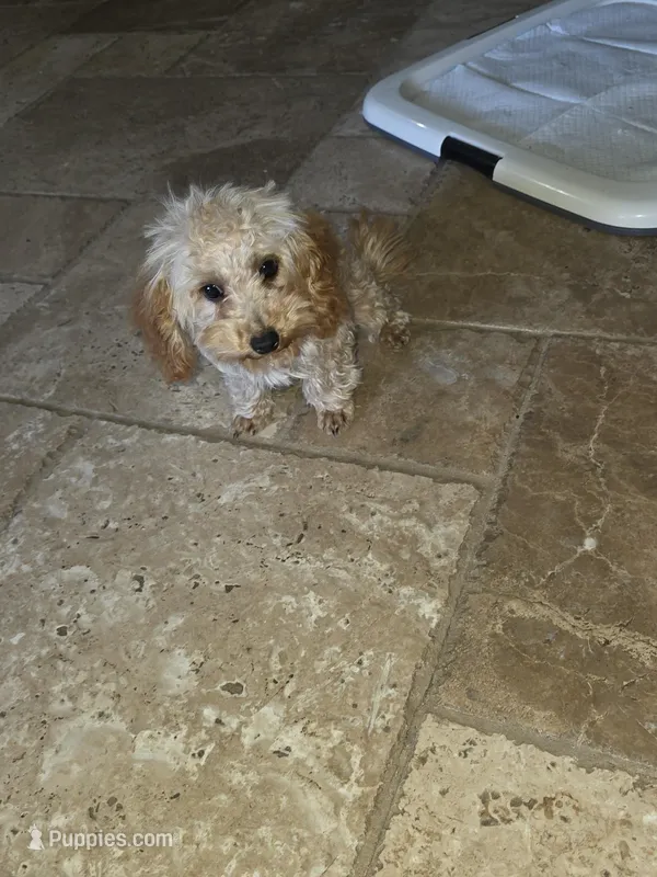 Star, a female Poodle - Toy  for sale in Laveen, AZ – Photo 1 of 4