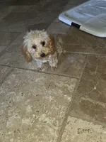 Star, a female Poodle - Toy  for sale in Laveen, AZ – Photo 1 of 4