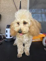 Star, a female Poodle - Toy  for sale in Laveen, AZ – 3 of 6