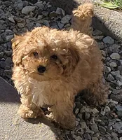 Star, a female Poodle - Toy  for sale in Laveen, AZ – Photo 2 of 4