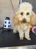 Star, a female Poodle - Toy  for sale in Laveen, AZ – 2 of 6