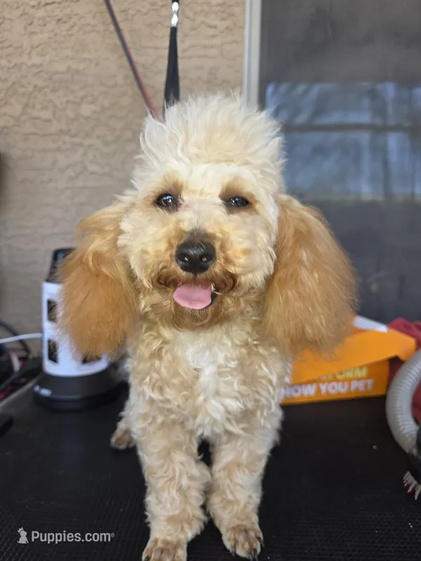 Star – Poodle - Toy  puppy for sale in Laveen, AZ
