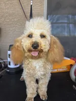 Star, a female Poodle - Toy  for sale in Laveen, AZ – 1 of 6