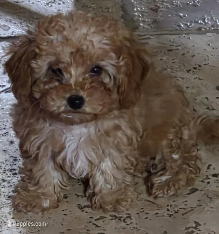 Star, a female Poodle - Toy  for sale in Laveen, AZ – Photo 1 of 4