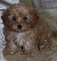 Star, a female Poodle - Toy  for sale in Laveen, AZ – Photo 1 of 4