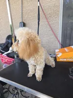 Star, a female Poodle - Toy  for sale in Laveen, AZ – 6 of 6