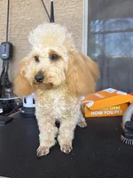 Star, a female Poodle - Toy  for sale in Laveen, AZ – 5 of 6