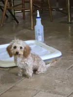 Star, a female Poodle - Toy  for sale in Laveen, AZ – Photo 3 of 4