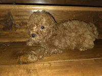 Cheŕry, a female Poodle - Toy  for sale in Laveen, AZ – Photo 5 of 5