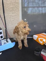 Cheŕry, a female Poodle - Toy  for sale in Laveen, AZ – Photo 1 of 4