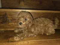 Cheŕry, a female Poodle - Toy  for sale in Laveen, AZ – Photo 4 of 5