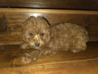 Cheŕry, a female Poodle - Toy  for sale in Laveen, AZ – Photo 3 of 5