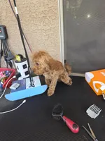 Cheŕry, a female Poodle - Toy  for sale in Laveen, AZ – Photo 3 of 4