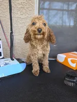 Cheŕry, a female Poodle - Toy  for sale in Laveen, AZ – Photo 2 of 4