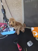 Cheŕry, a female Poodle - Toy  for sale in Laveen, AZ – Photo 4 of 4