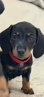 Munch, a male Dachshund for sale in Surprise, AZ – 1 of 3