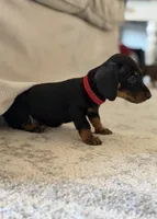 Munch, a male Dachshund for sale in Surprise, AZ – 2 of 3
