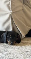 Munch, a male Dachshund for sale in Surprise, AZ – 3 of 3