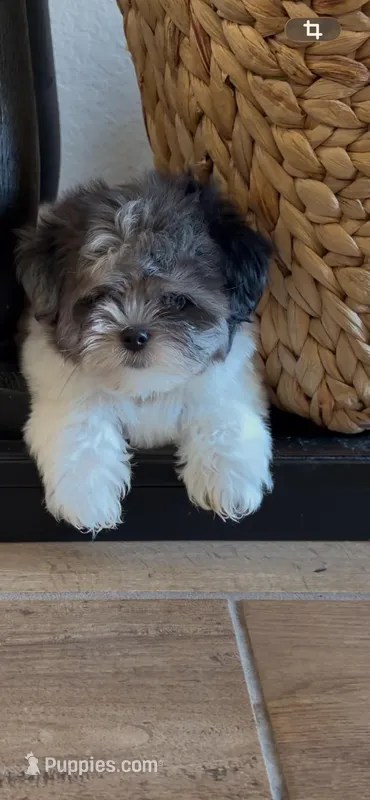Blue – Maltipoo puppy for sale in Beaumont, TX