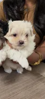 Snow , a male Maltipoo for sale in Beaumont, TX – 2 of 2