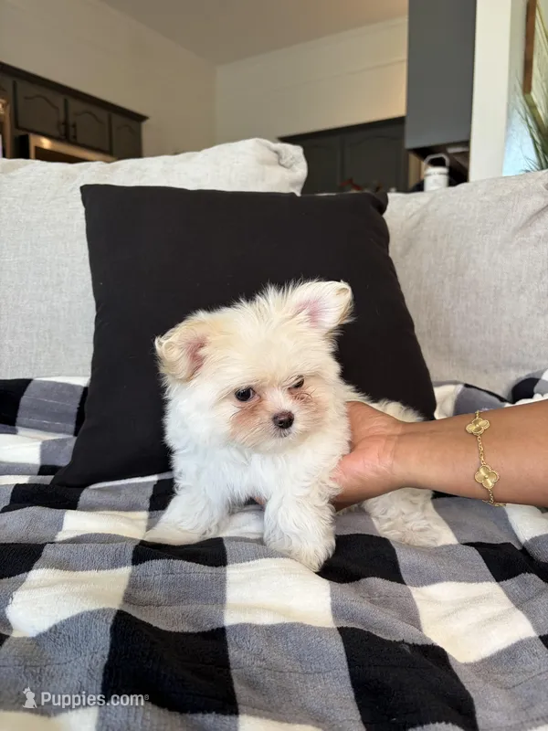 Snow  – Maltipoo puppy for sale in Beaumont, TX