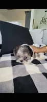 Blue, a male Maltipoo for sale in Beaumont, TX – 4 of 4