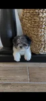 Blue, a male Maltipoo for sale in Beaumont, TX – 3 of 4