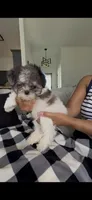 Blue, a male Maltipoo for sale in Beaumont, TX – 2 of 4