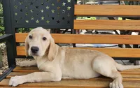 May, a female Labrador Retriever for sale in West Brookfield, MA – 2 of 3