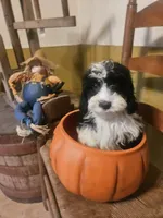 Sarah, a female Miniature Goldendoodle for sale in West Brookfield, MA – 1 of 3