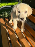 Fern, a female Labrador Retriever for sale in West Brookfield, MA – 2 of 4