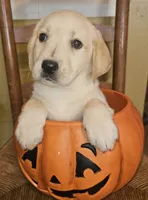 Winnie, a female Labrador Retriever for sale in West Brookfield, MA – 3 of 3