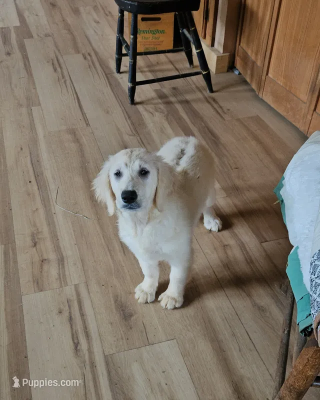 Petunia – Golden Retriever puppy for sale in West Brookfield, MA