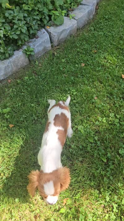 Henry, a male Cavalier King Charles Spaniel for sale in West Brookfield, MA – 4 of 4