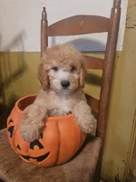 Winnie, a female Miniature Goldendoodle for sale in West Brookfield, MA – 3 of 4